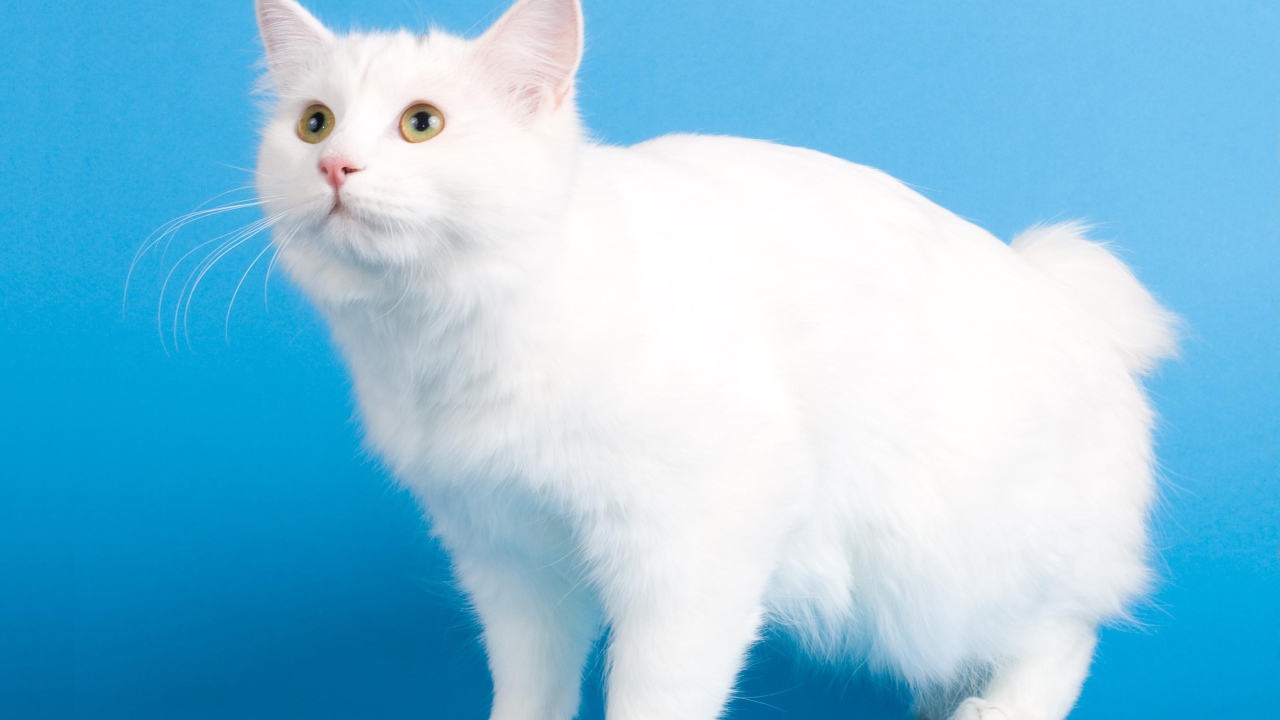 Белоснежный курильский бобтейл