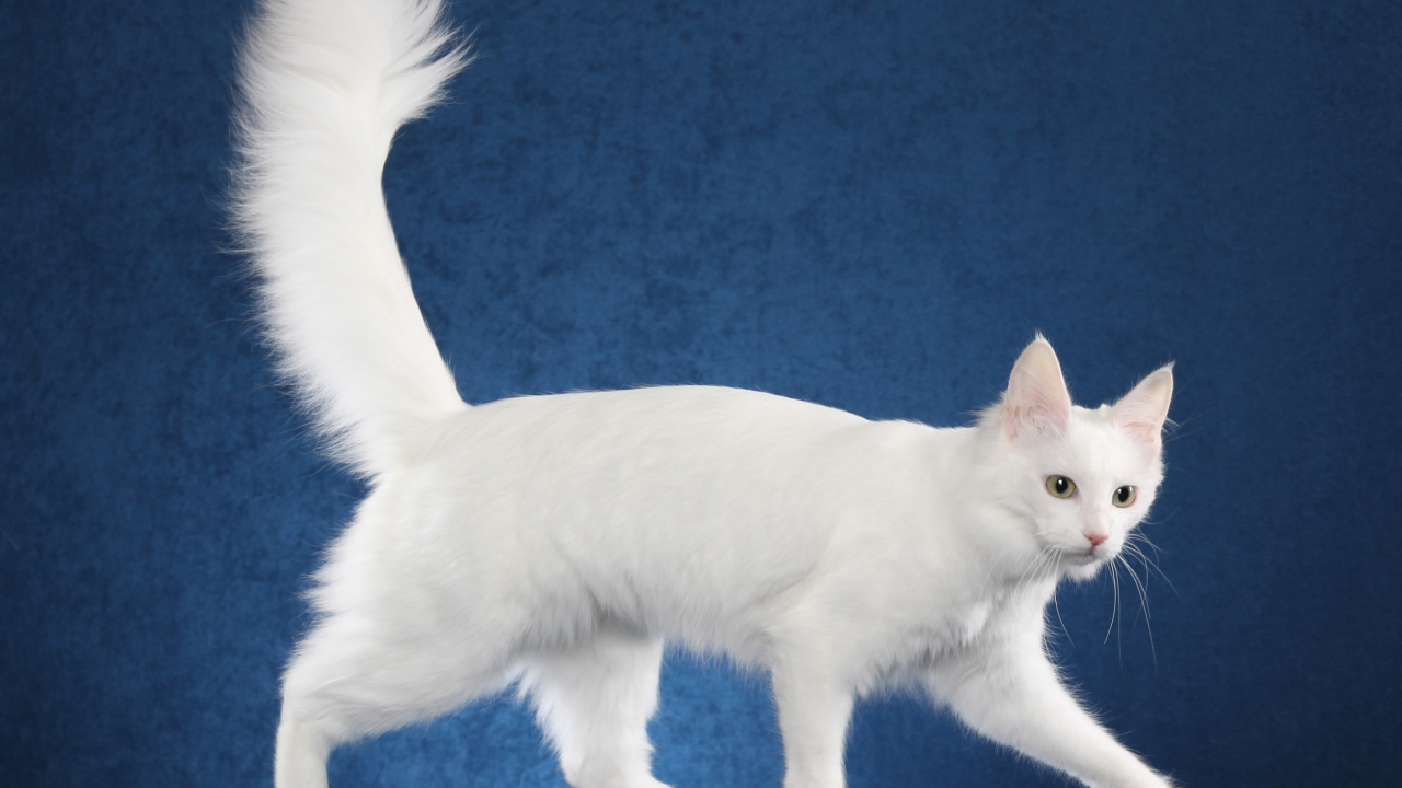 Белоснежный турецкий ван