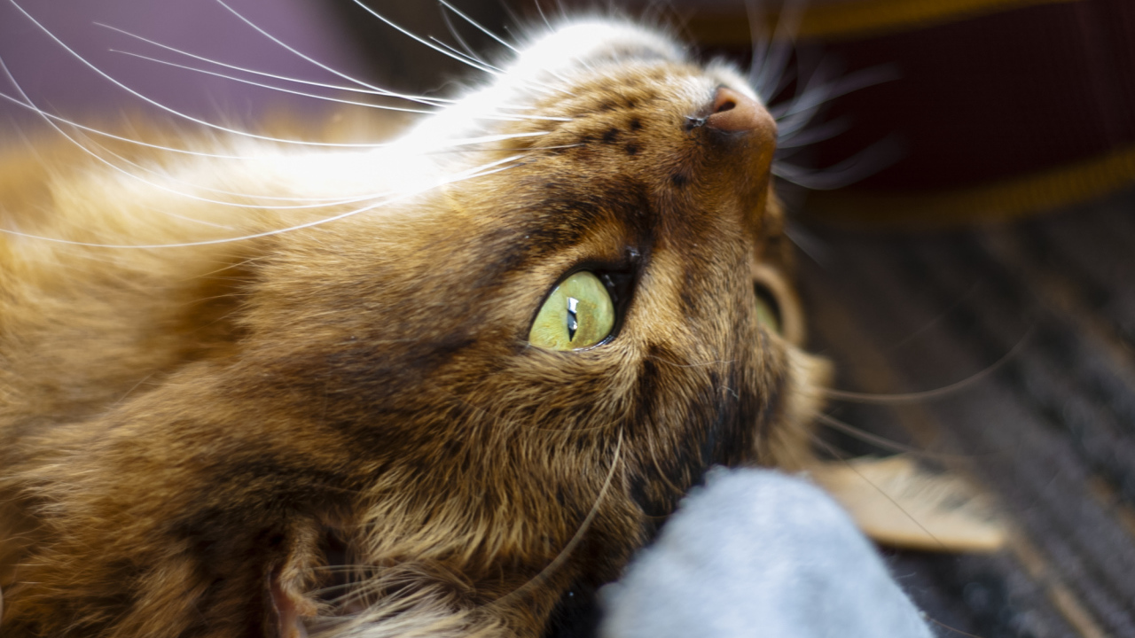 Сомалийская кошка на спине