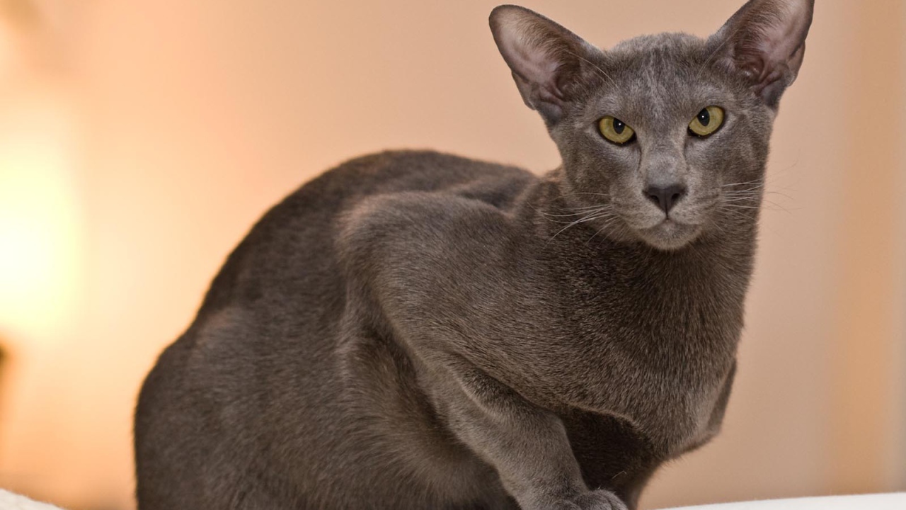 Строгая ориентальная длинношерстная кошка