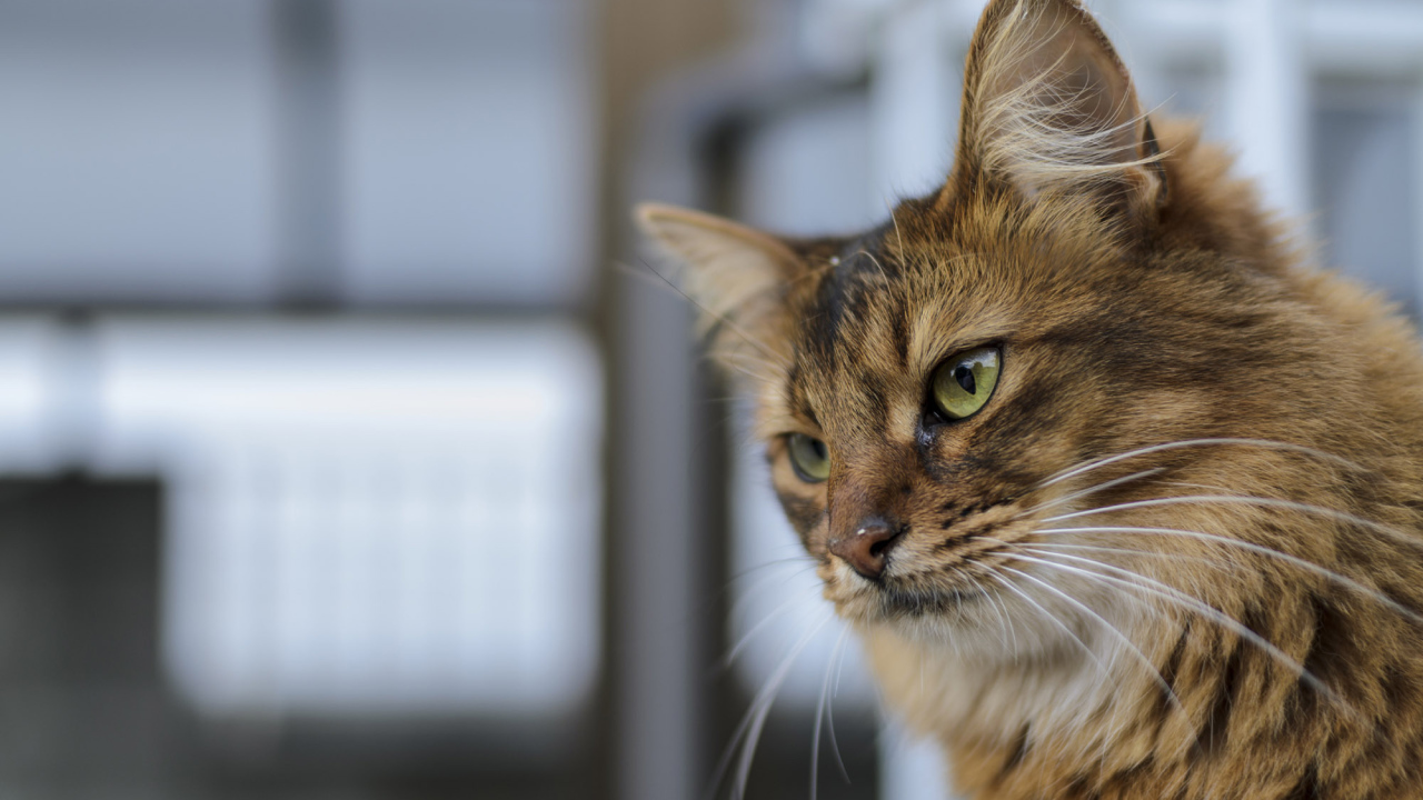 Строгая сомалийская кошка