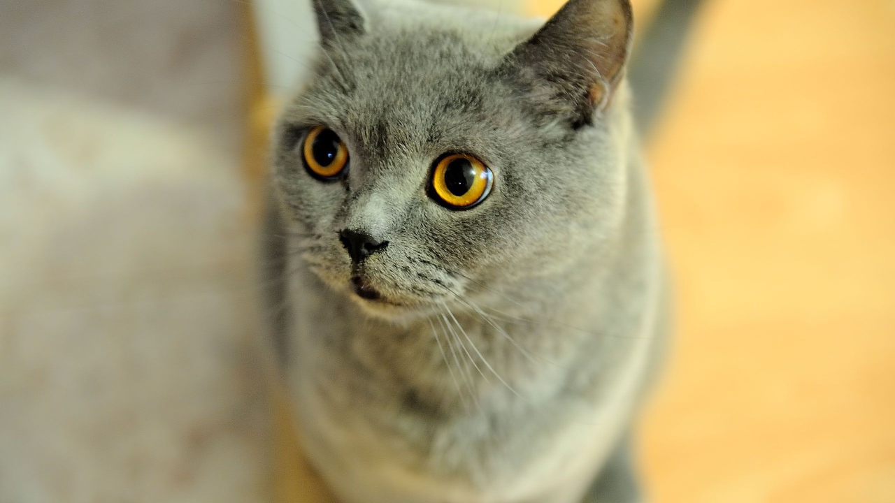 Удивленная британская короткошерстная кошка