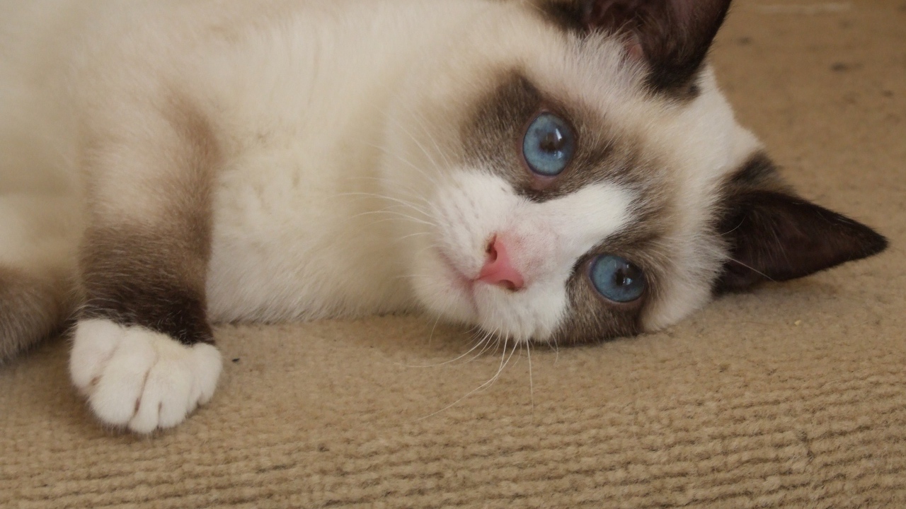 Голубоглазый кот сноу-шу