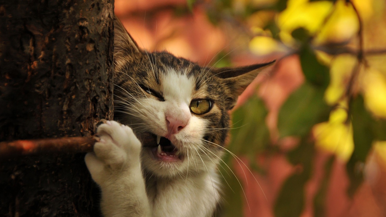 Кот грызет палку