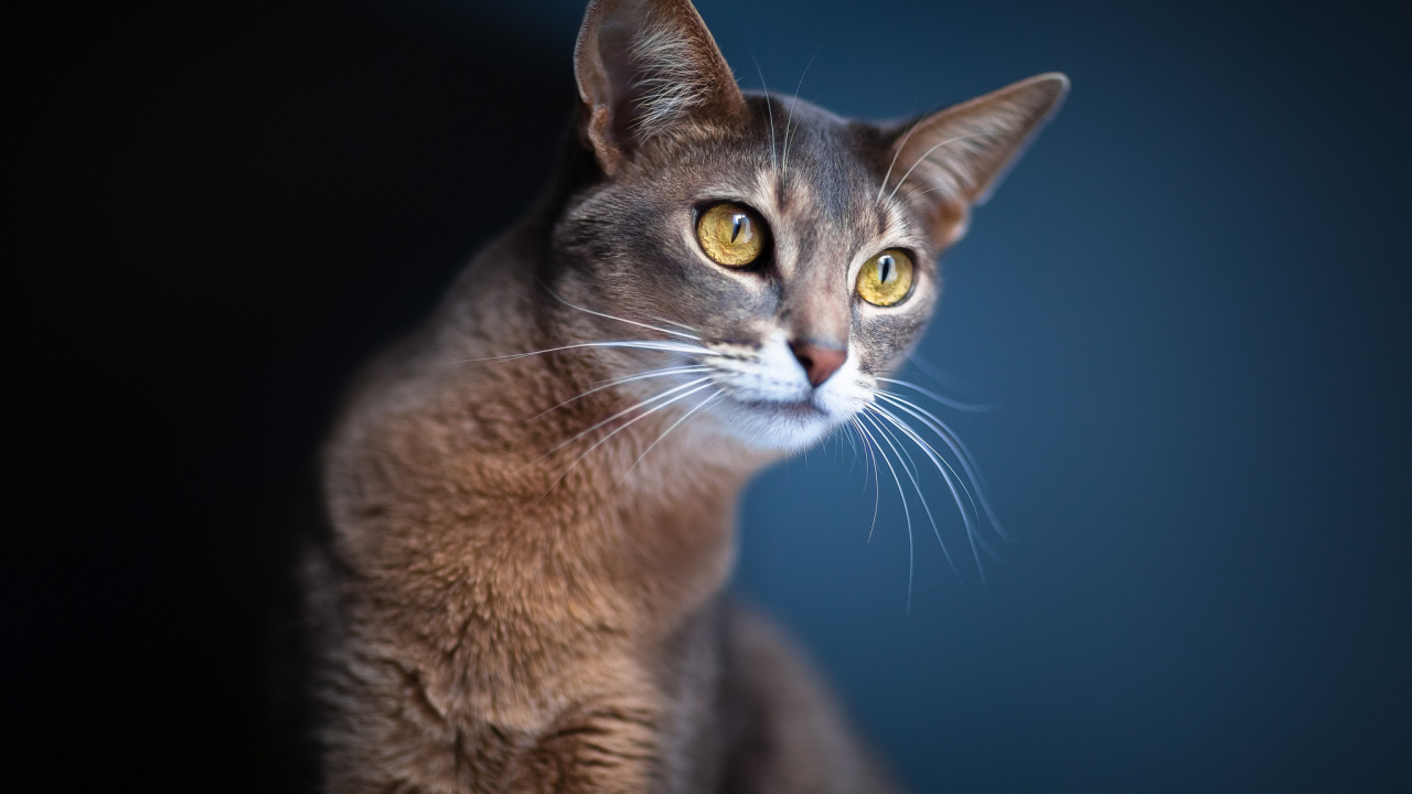 Кошка подняла уши