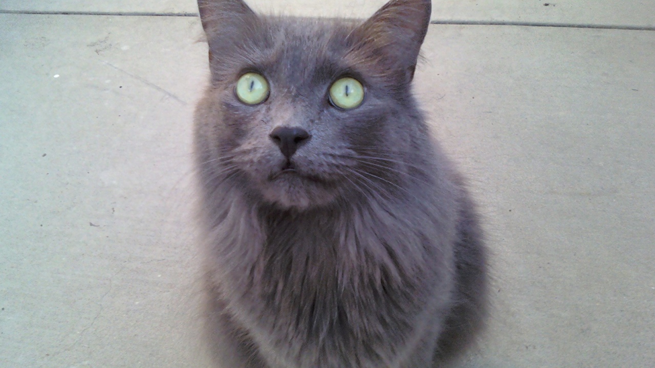 Зеленоглазый кот нибелунг