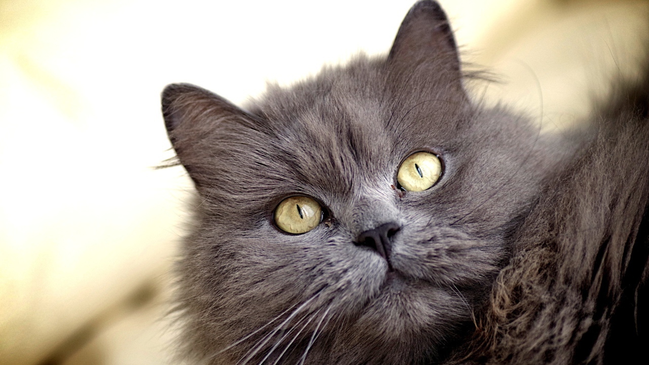 Зеленоглазый пушистый кот