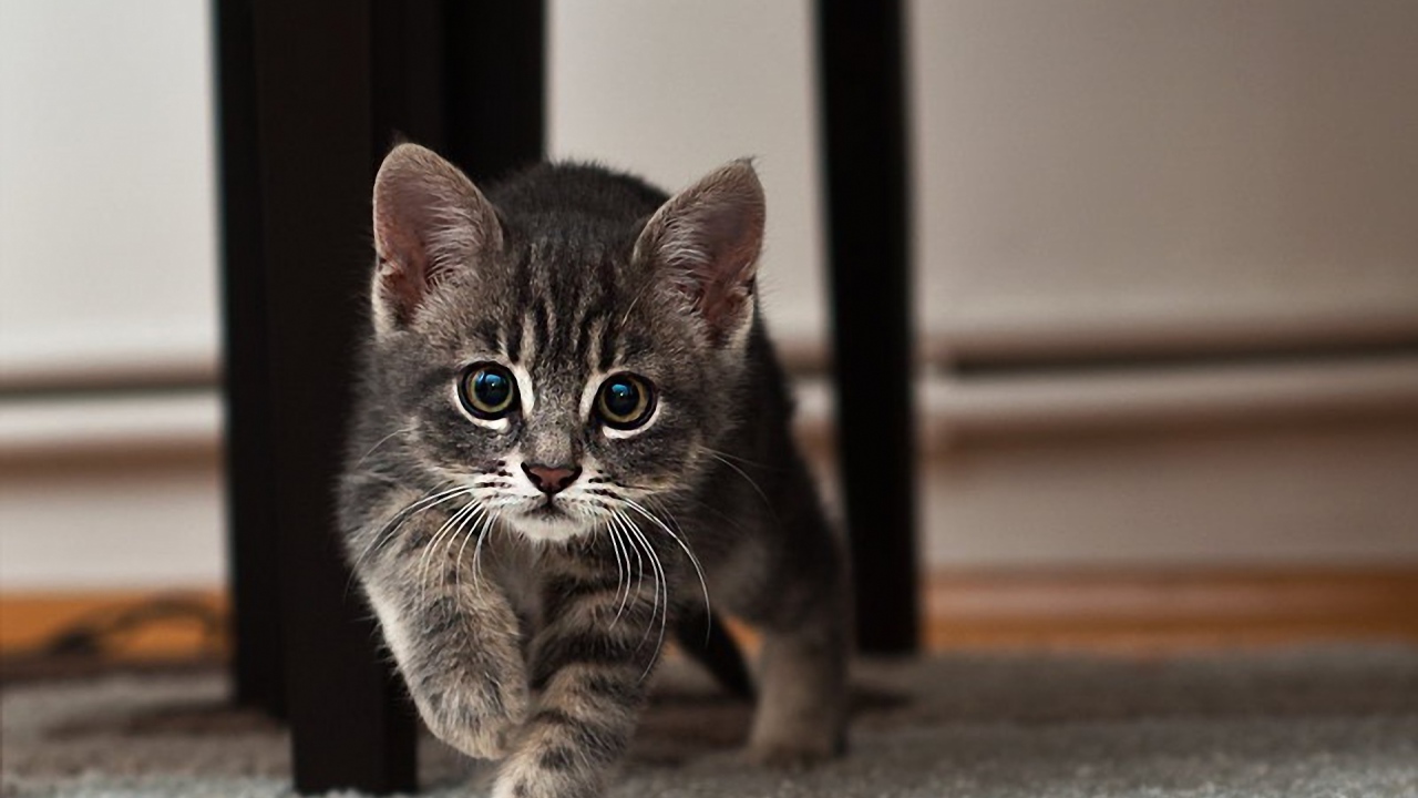 Котенок идет по ковру