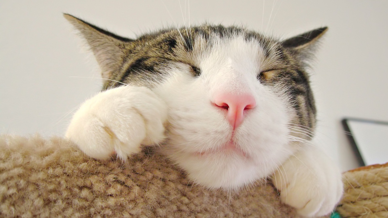 Морда спящего кота