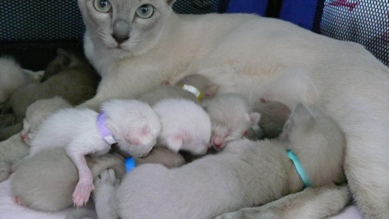 Тонкинская кошка с котятами