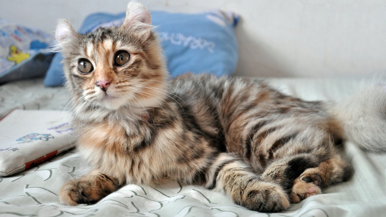 Трехцветный котенок американский керл