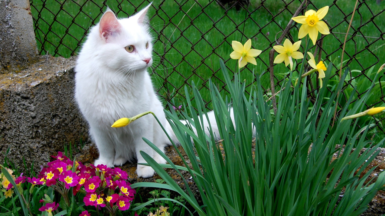 Кошка турецкая ангора среди цветов