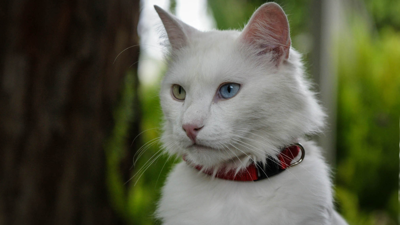 Кот турецкая ангора в ошейнике