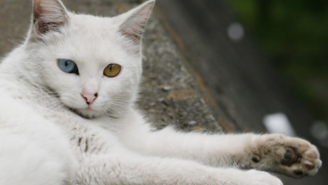 Турецкая ангора отдыхает