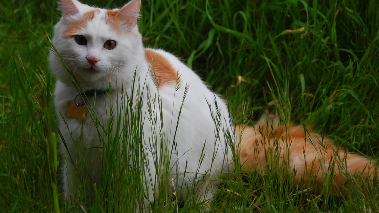 Турецкий ван на природе
