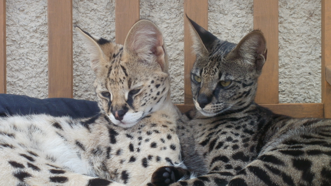 Два кота саванна