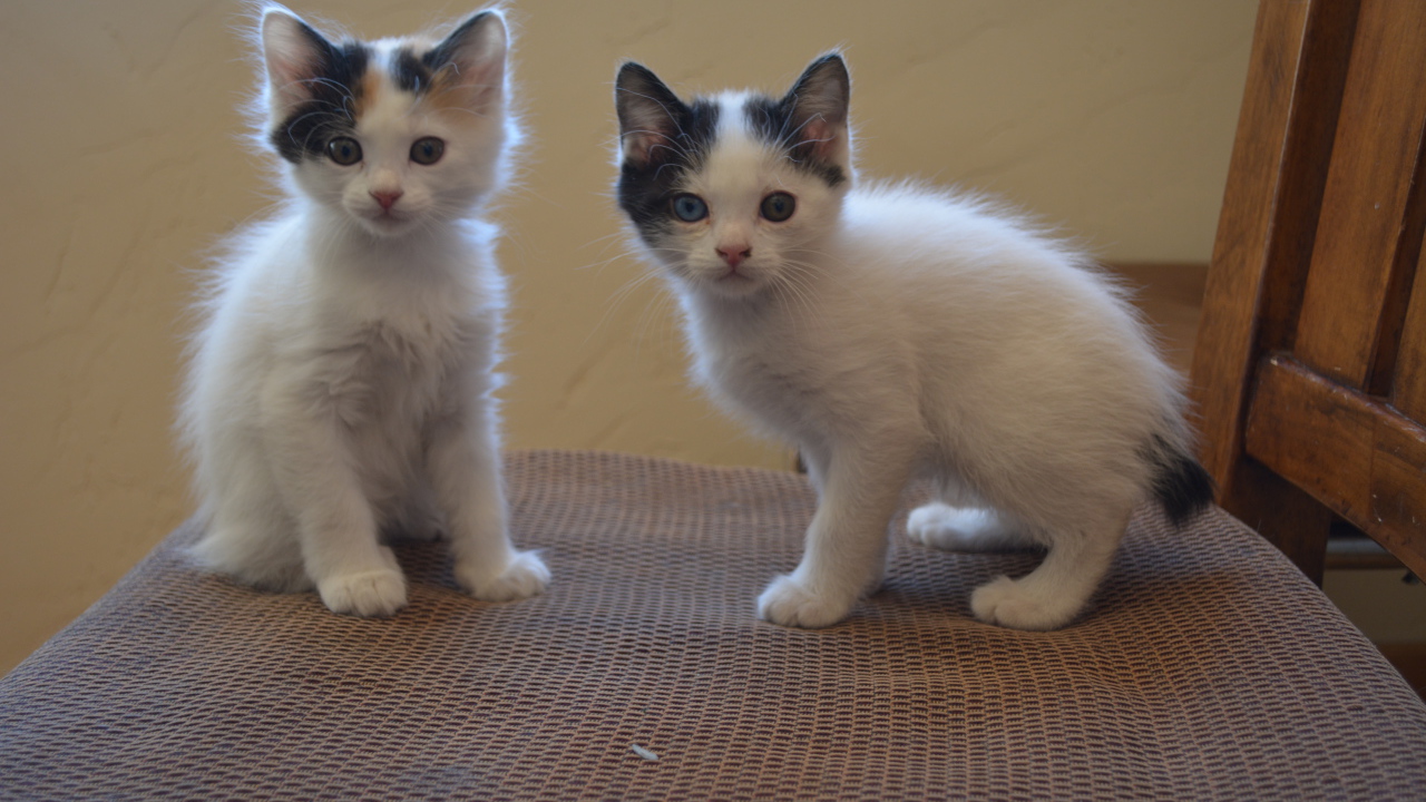 Два котенка японского бобтейла
