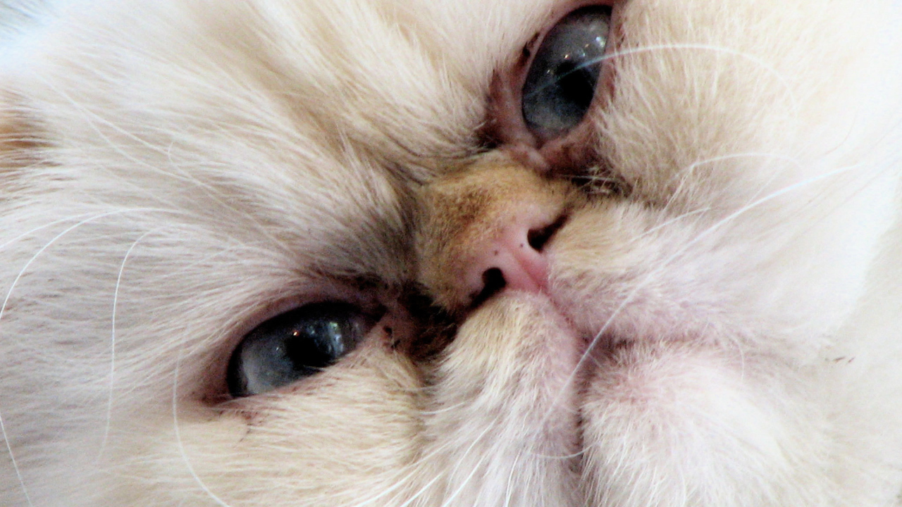 Злая гималайская кошка