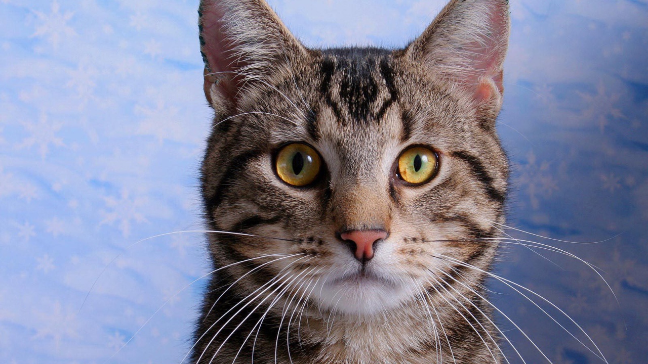 Желтоглазая американская короткошерстная кошка