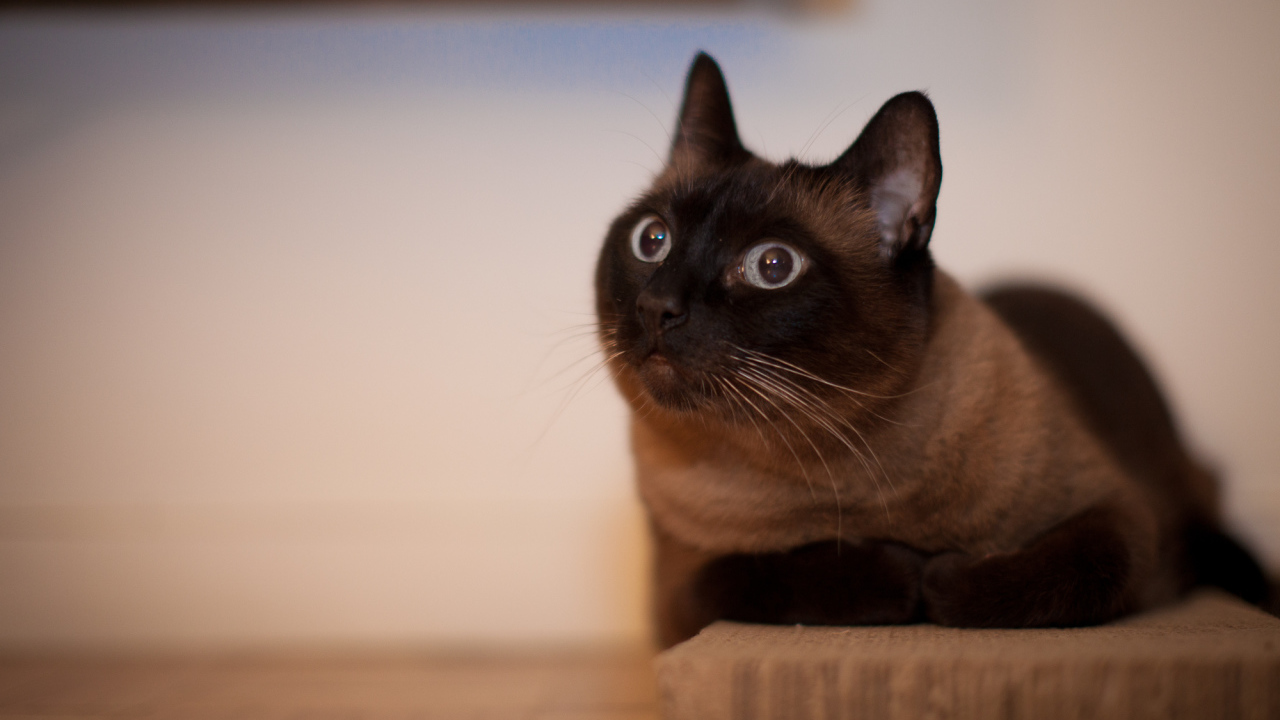 Йоркская шоколадная кошка