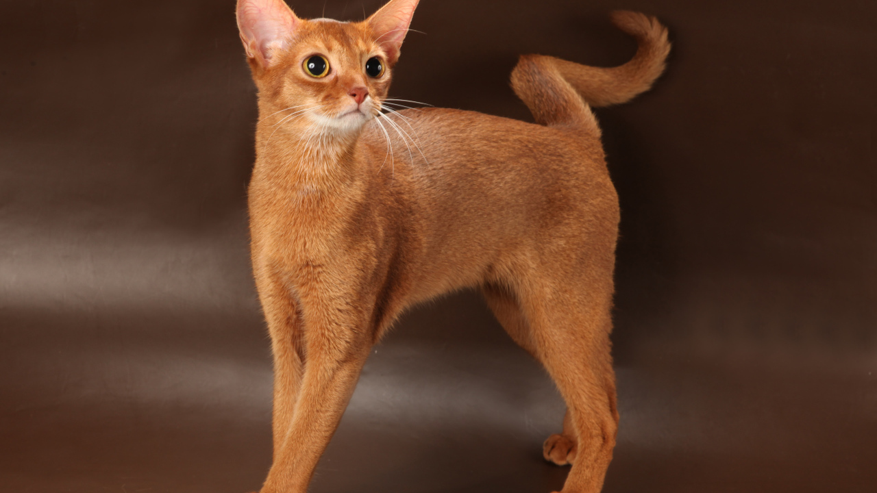 Молодая абиссинская кошка