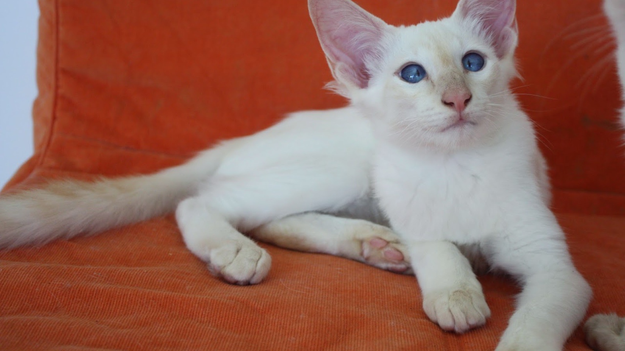 Молодой балийский кот