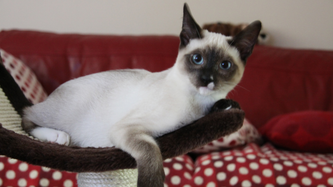 Молодой кот сноу-шу