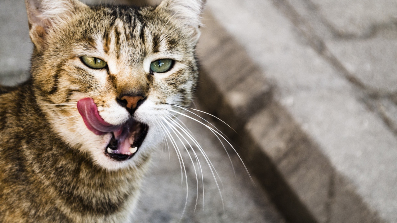 Кот облизывается