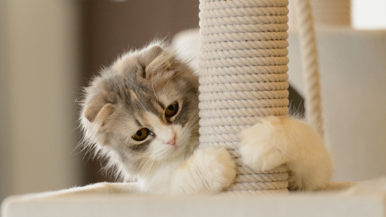 Игривый котенок