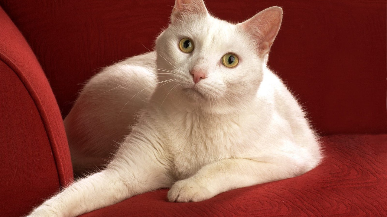 Белый кот на красном диване