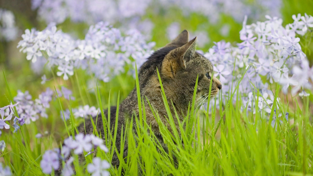 Серый кот в цветах