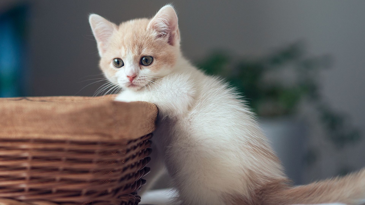 Котенок у корзины