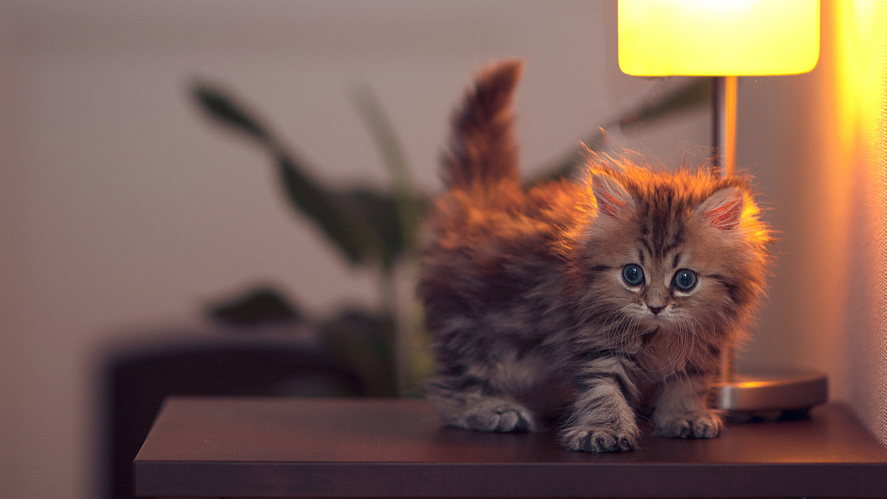 Котенок около лампы