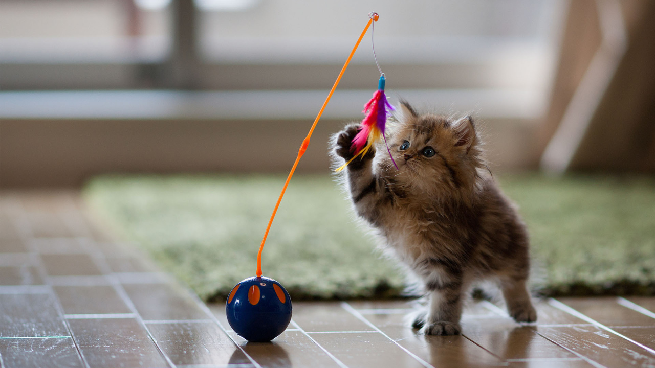 Котенок играет с перьями