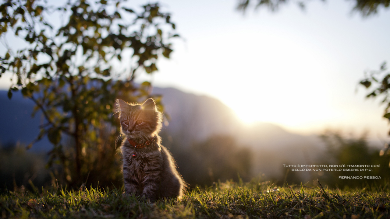 Котенок сидит на траве