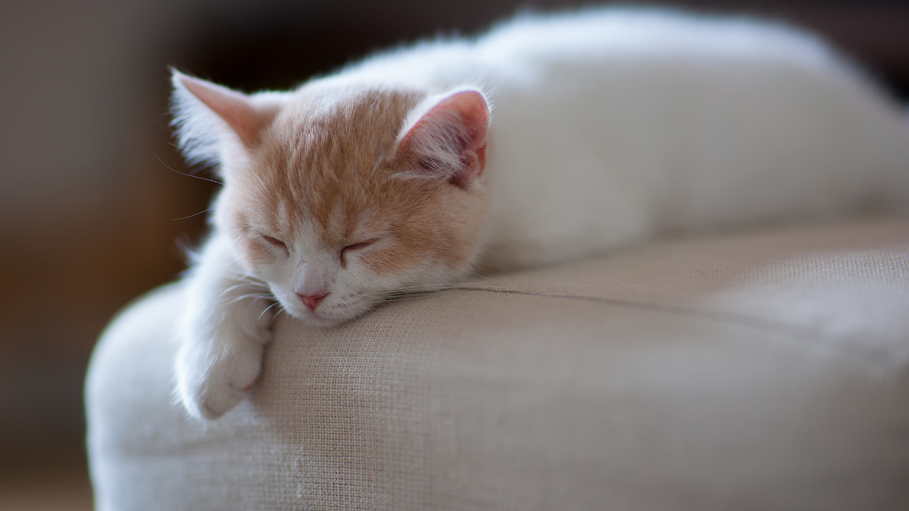 Котенок спит