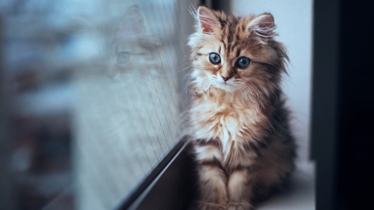 Котенок сидит у окна