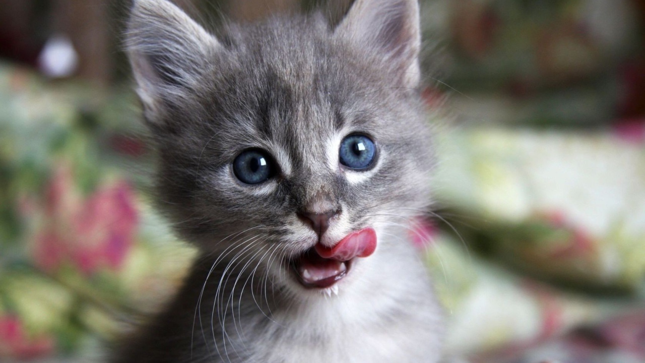 Котенок облизывается