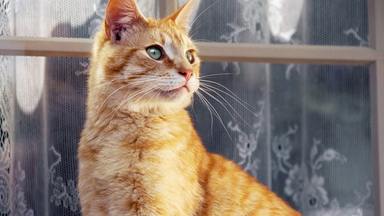 Рыжий кот около окна