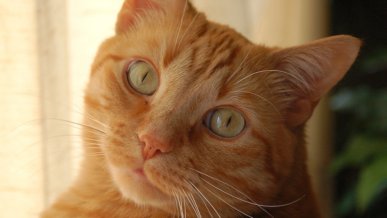 Рыжий кот с желтыми глазами