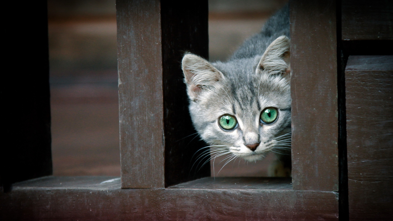 Котенок за забором