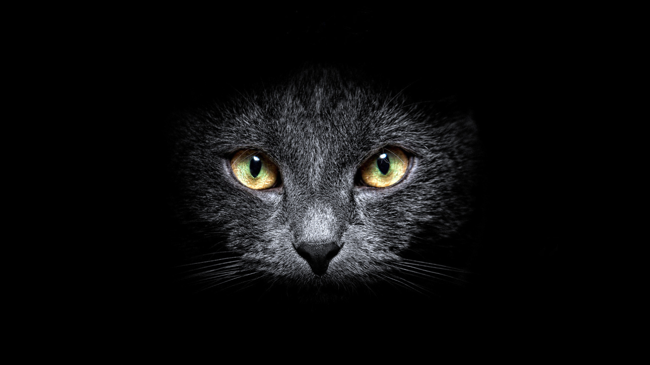 	   The muzzle of a cat on a black background