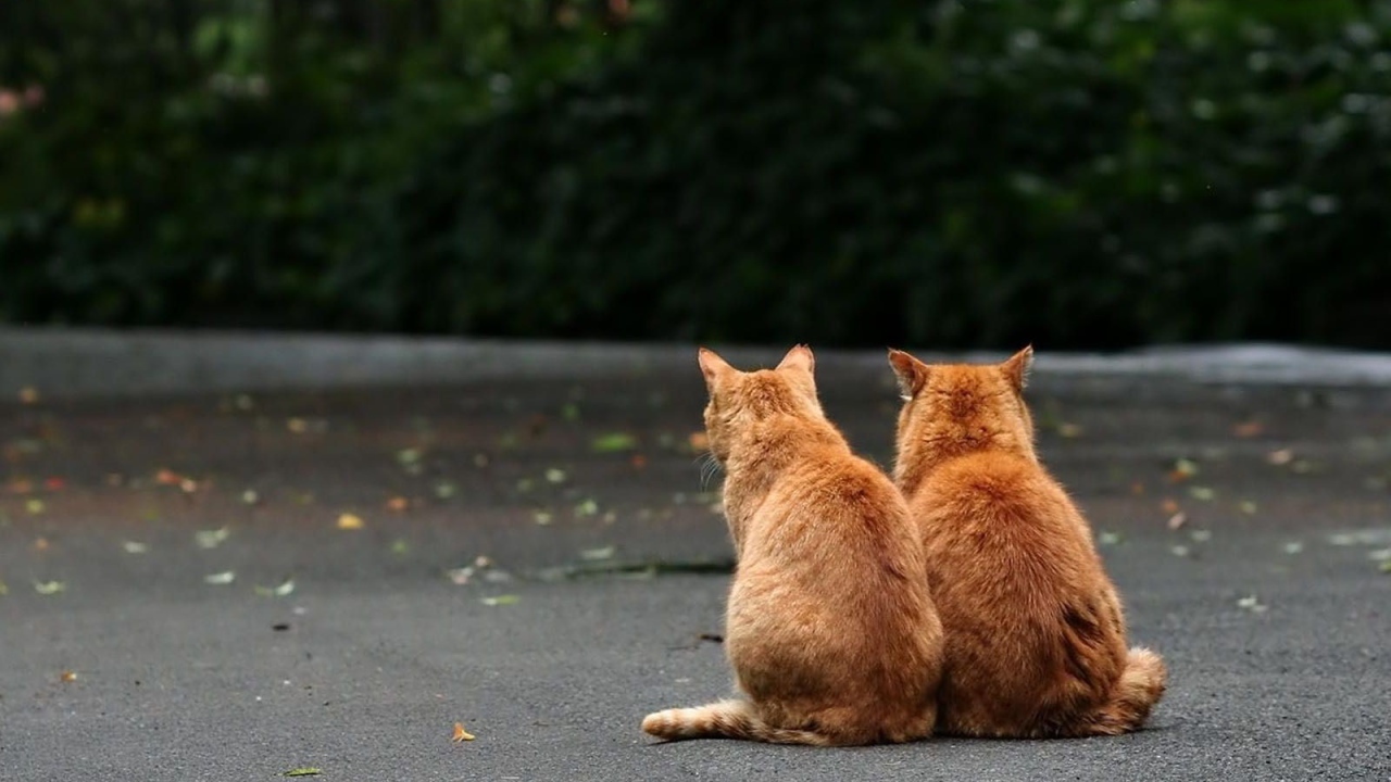 	   Two red cat on the street