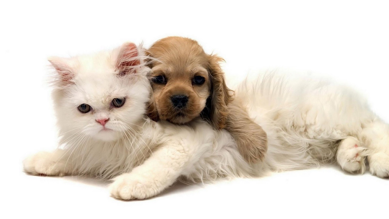 Белый кот и щенок