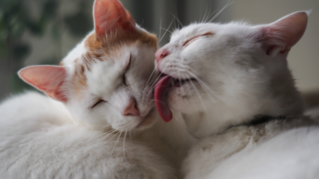 Белый кот лижет другого кота