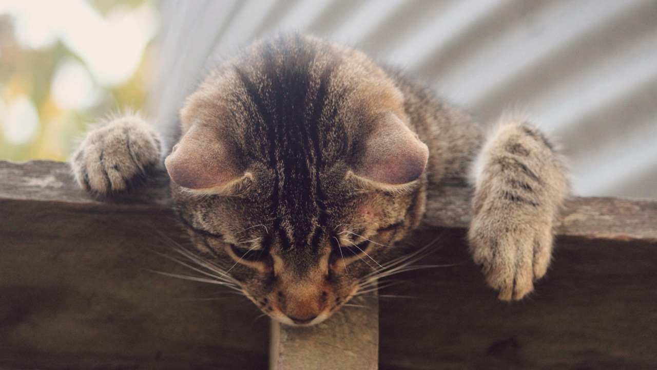 Кот наблюдатель