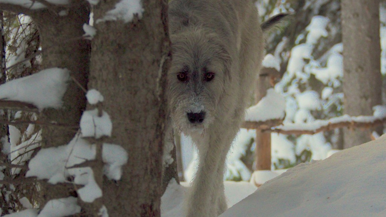 Красивый ирландский волкодав