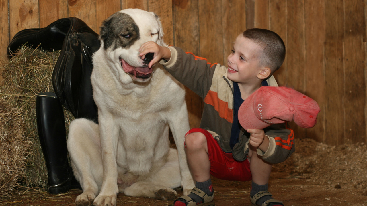 Мальчик держит за нос алабая