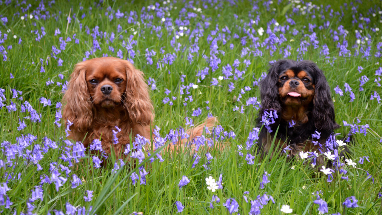 Парочка собак кавалер кинг чарльз спаниель в траве