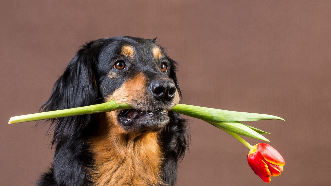 Собака с тюльпаном в зубах